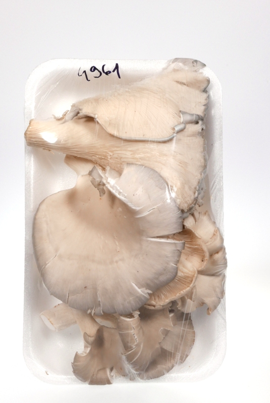 Hlíva ústřičná čerstvá 100g